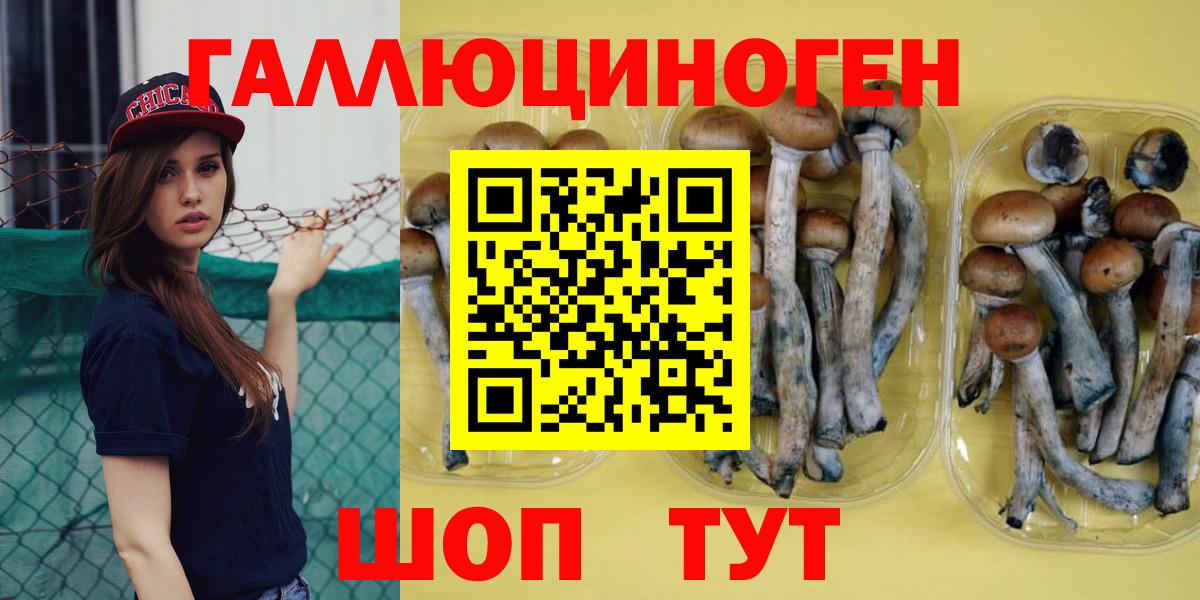 Псилоцибиновые грибы Cubensis Дербент